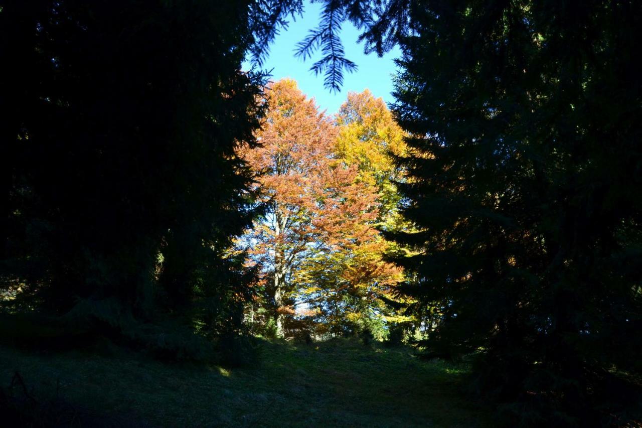 Pension Edelweiss Top21 Gosau Bagian luar foto